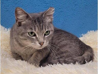 Enlarge Rosie, a Adoptable Domestic Short Hair in Shawnee, KS image 3/3