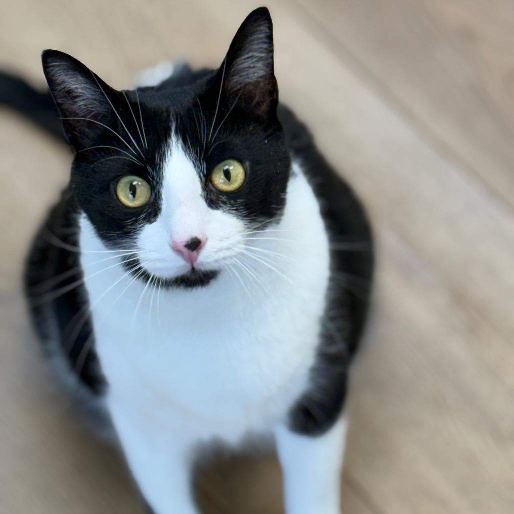 Enlarge Domino, a Adoptable Domestic Short Hair in Chesapeake, VA image 2/3