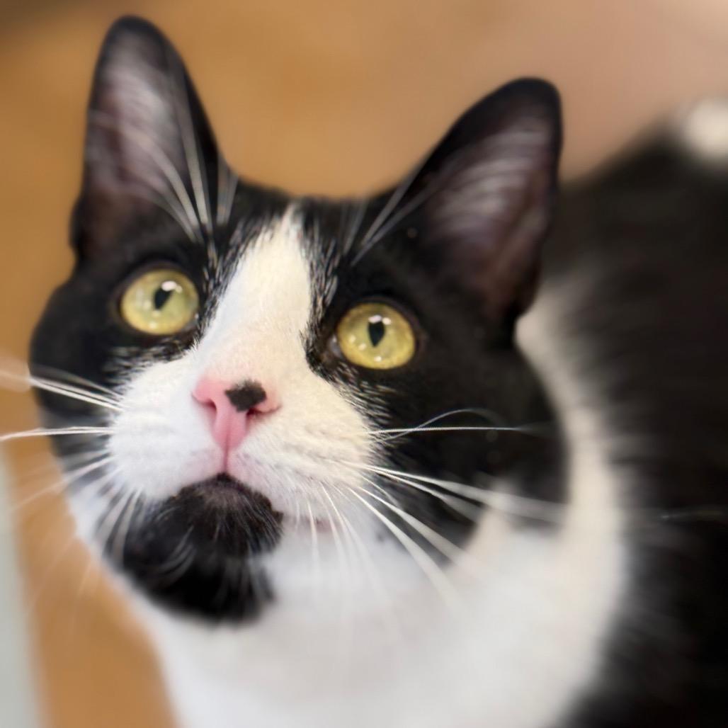 Enlarge Domino, a Adoptable Domestic Short Hair in Chesapeake, VA image 3/3