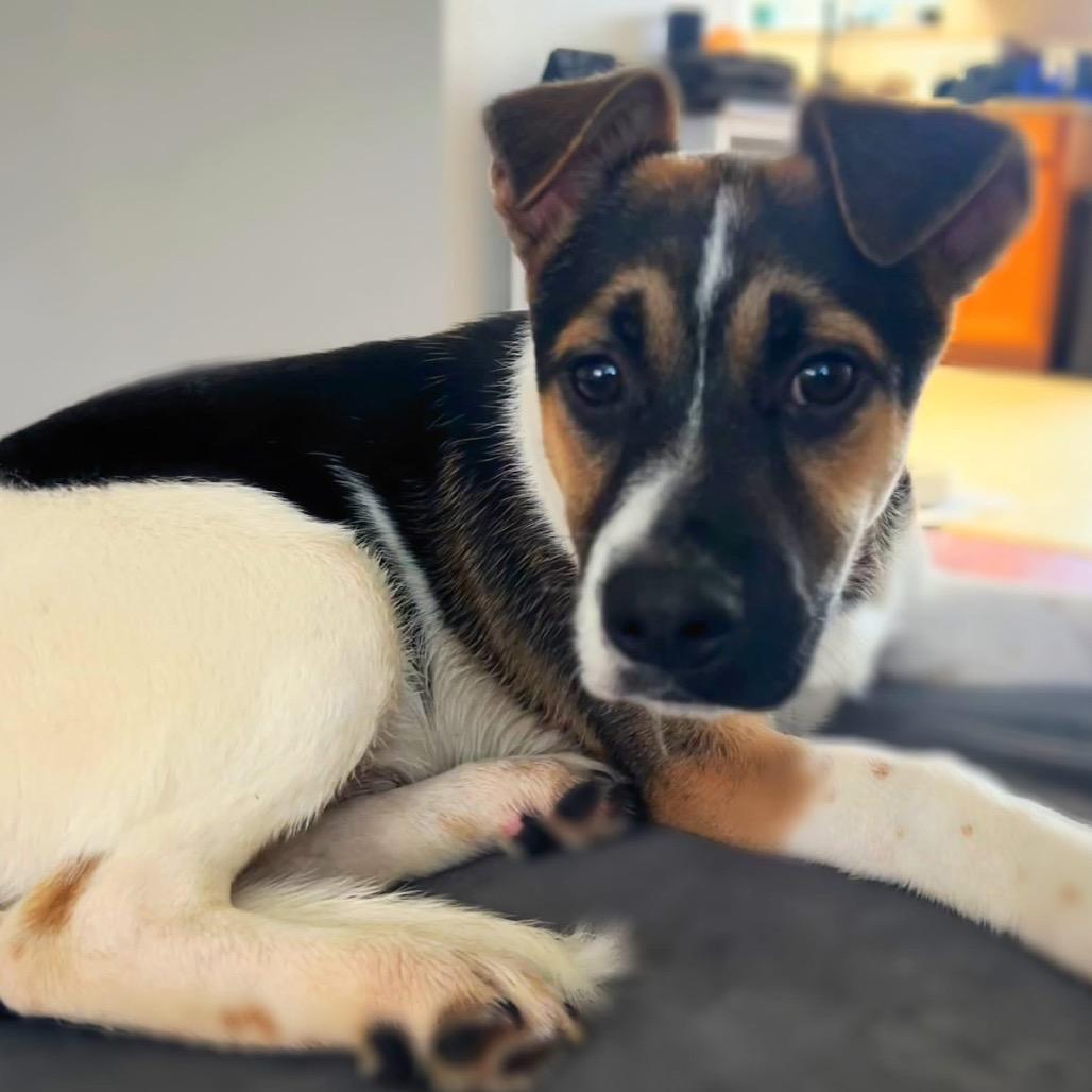 Low Ryder, Adoptable, Puppy Male Mixed Breed.