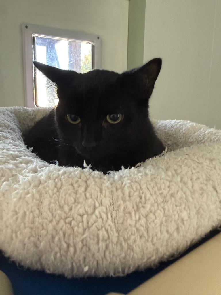 Colin, Adoptable, Kitten Male Domestic Short Hair.