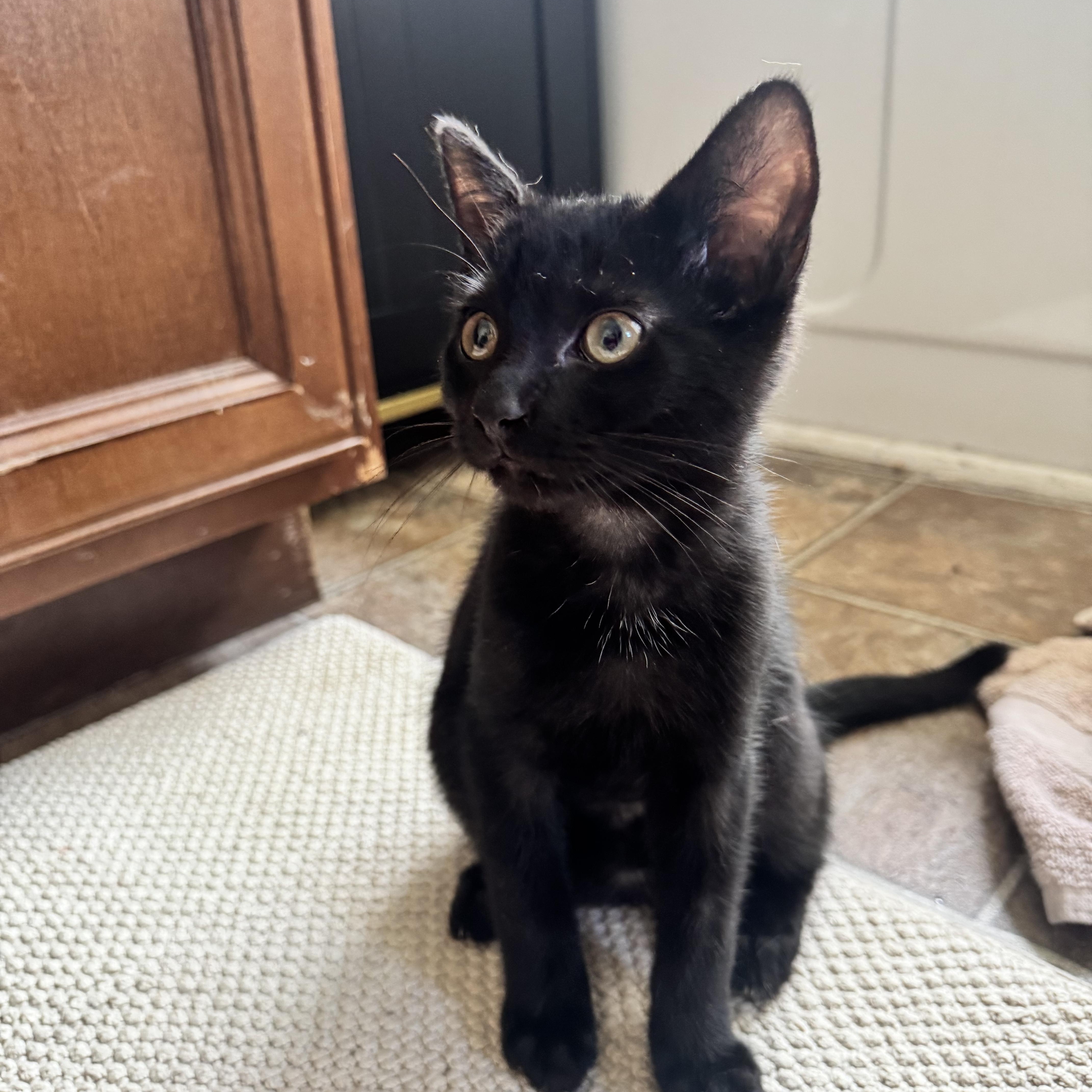 Michael, ADOPTABLE, Kitten Male Domestic Short Hair.