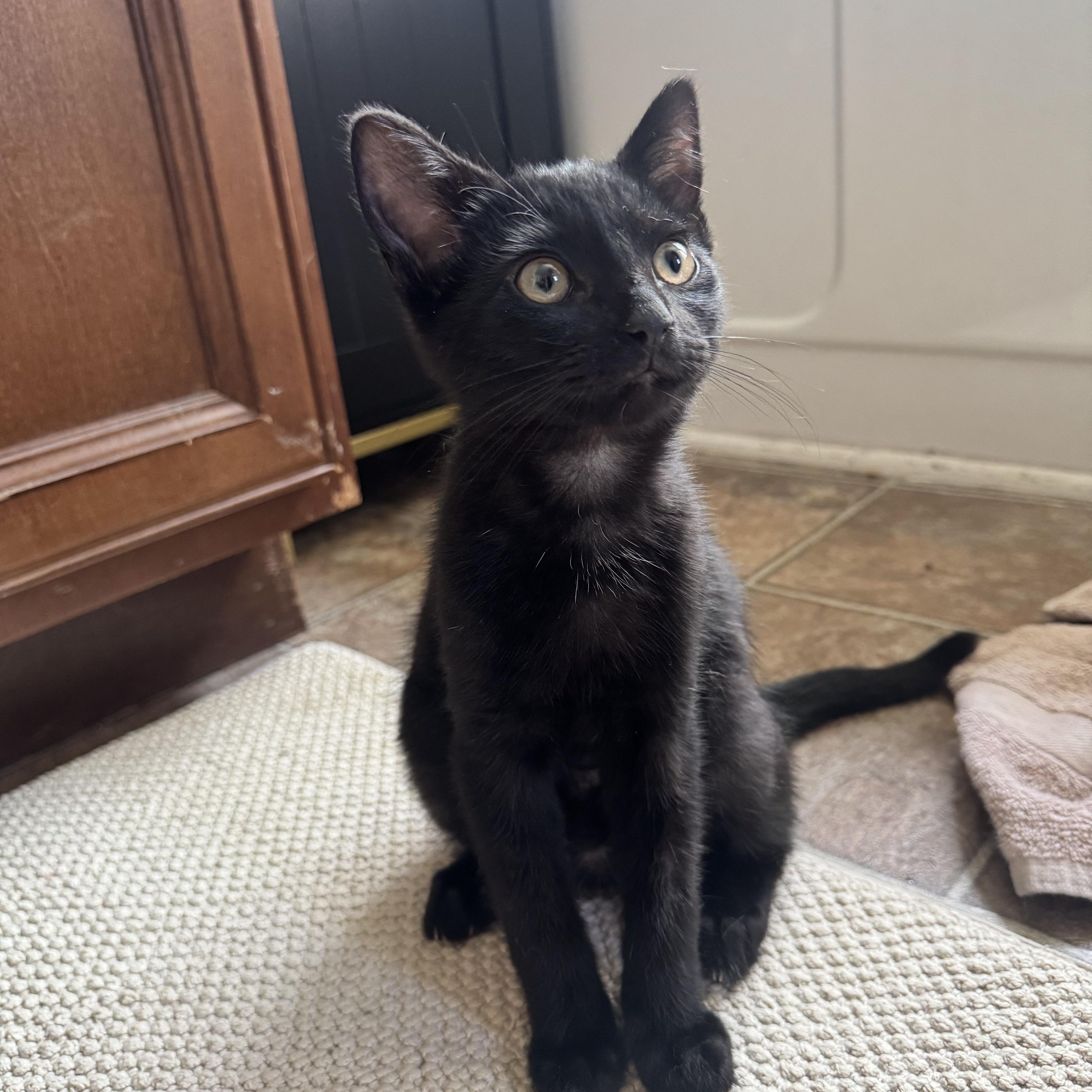 Enlarge Michael, a ADOPTABLE Domestic Short Hair in Woodlawn, TN image 2/2
