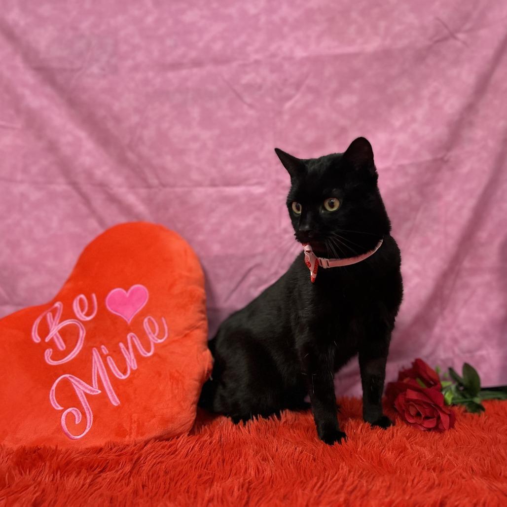 Mavis, Adoptable, Adult Female Domestic Short Hair.