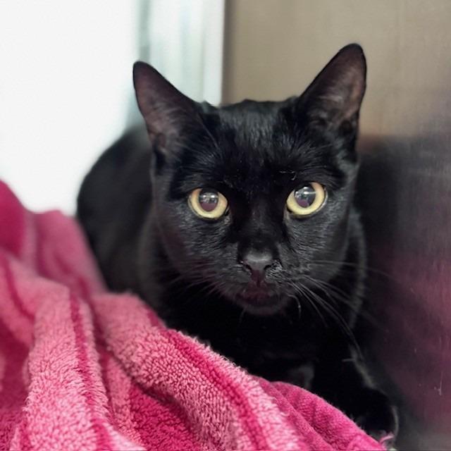 Mavis, a Adoptable mixed breed in Bullhead City, AZ image 3/3