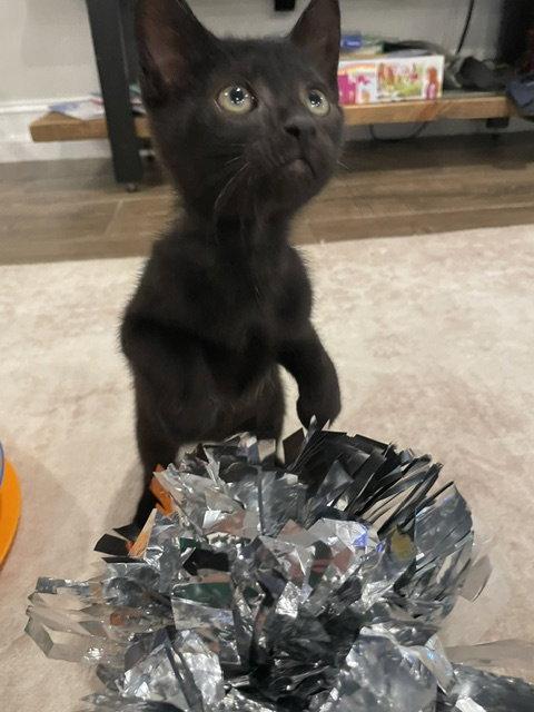 Enlarge Bam Bam (new), a Adoptable Domestic Short Hair in Wesley Chapel, FL image 1/1