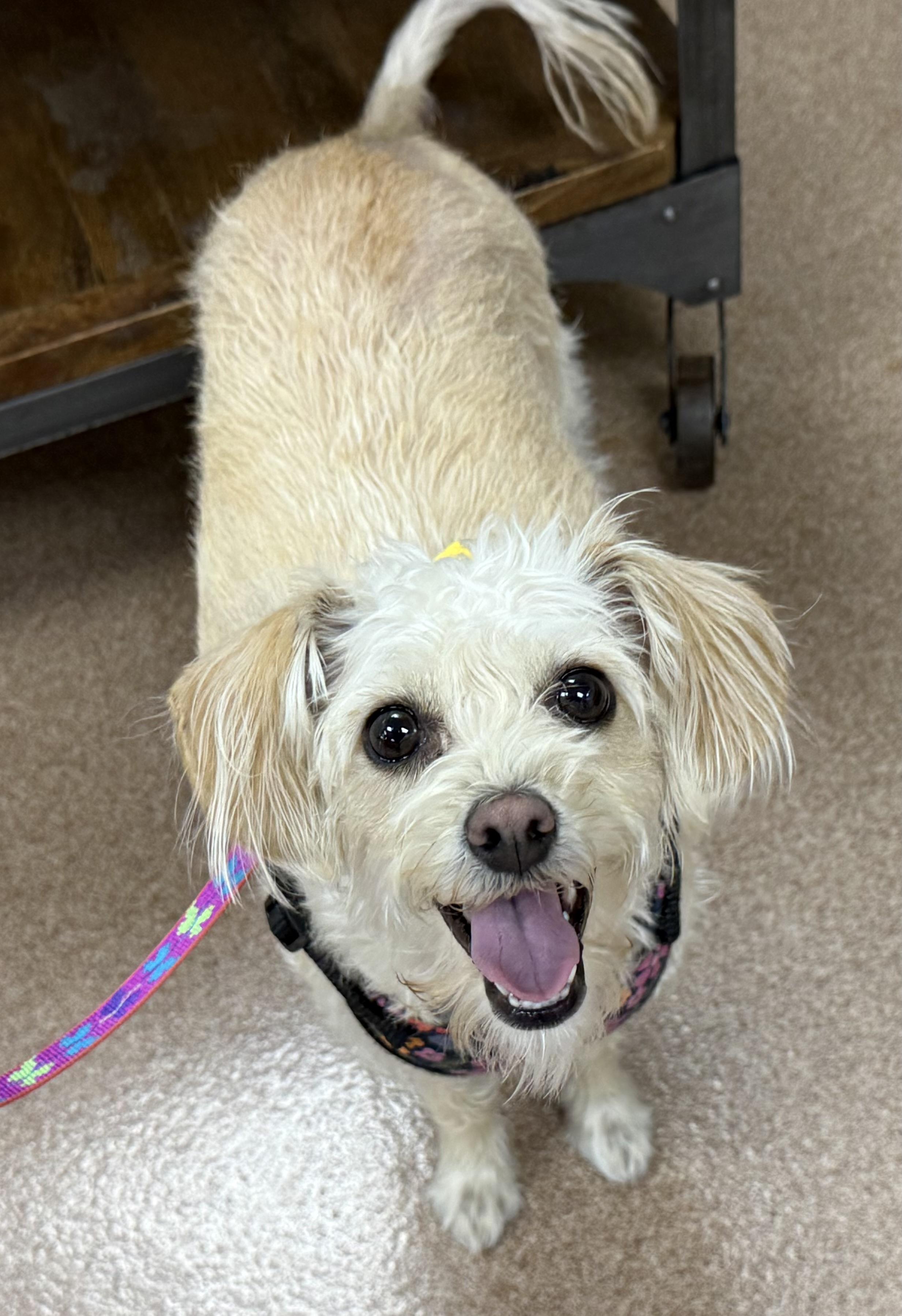 Enlarge Sally, a Adoptable mixed breed in Danville, CA image 2/6