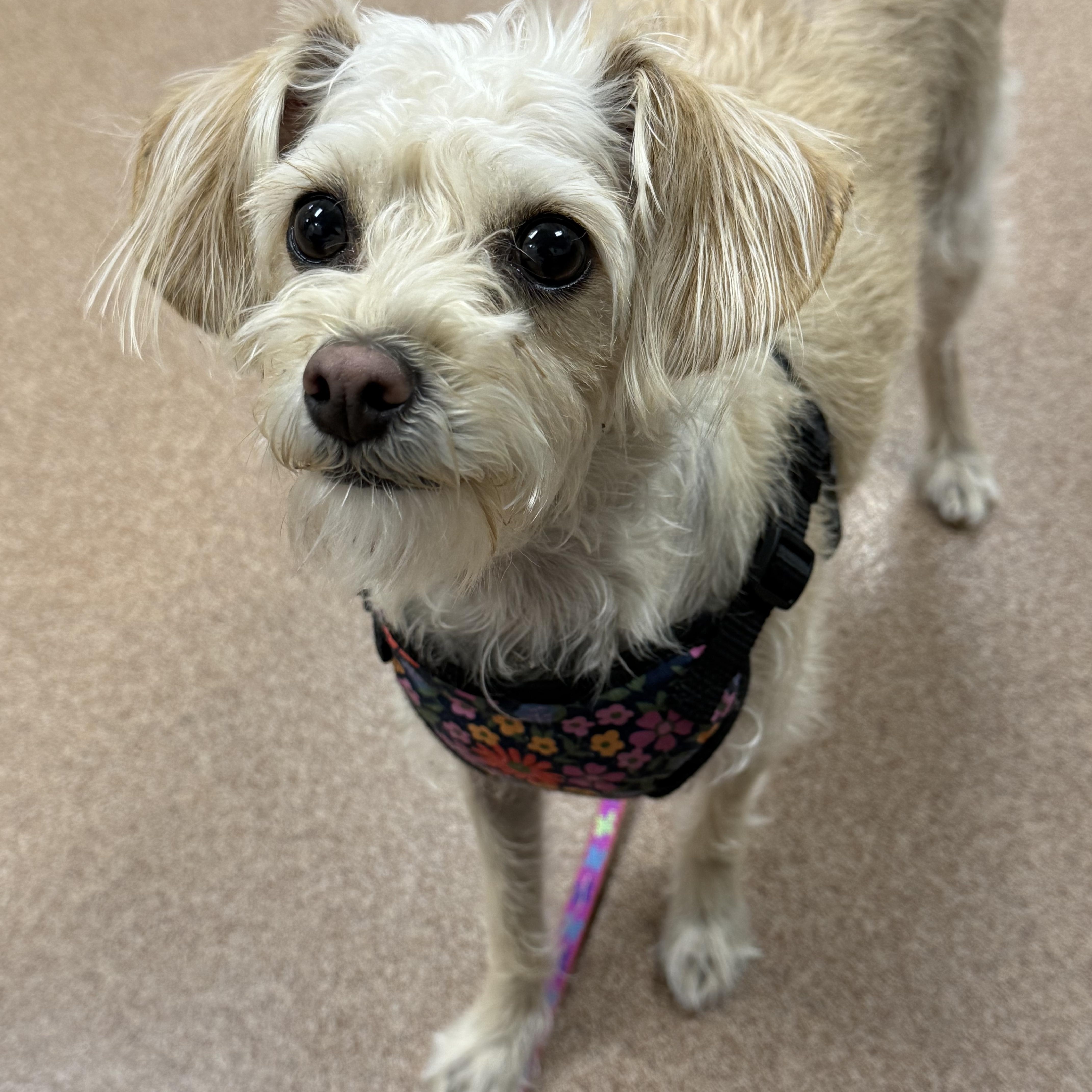 Enlarge Sally, a Adoptable mixed breed in Danville, CA image 5/6