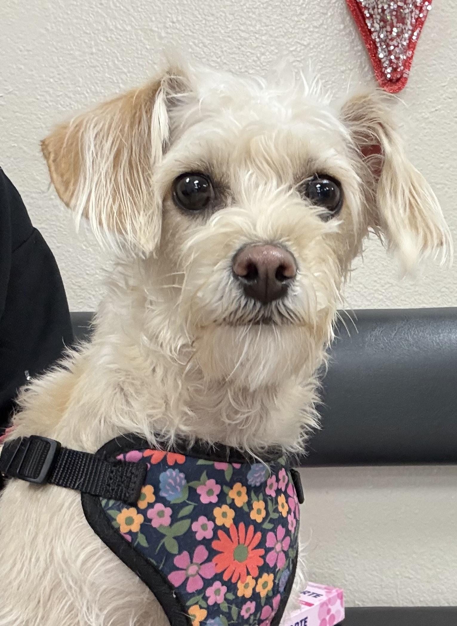 Enlarge Sally, a Adoptable mixed breed in Danville, CA image 3/6