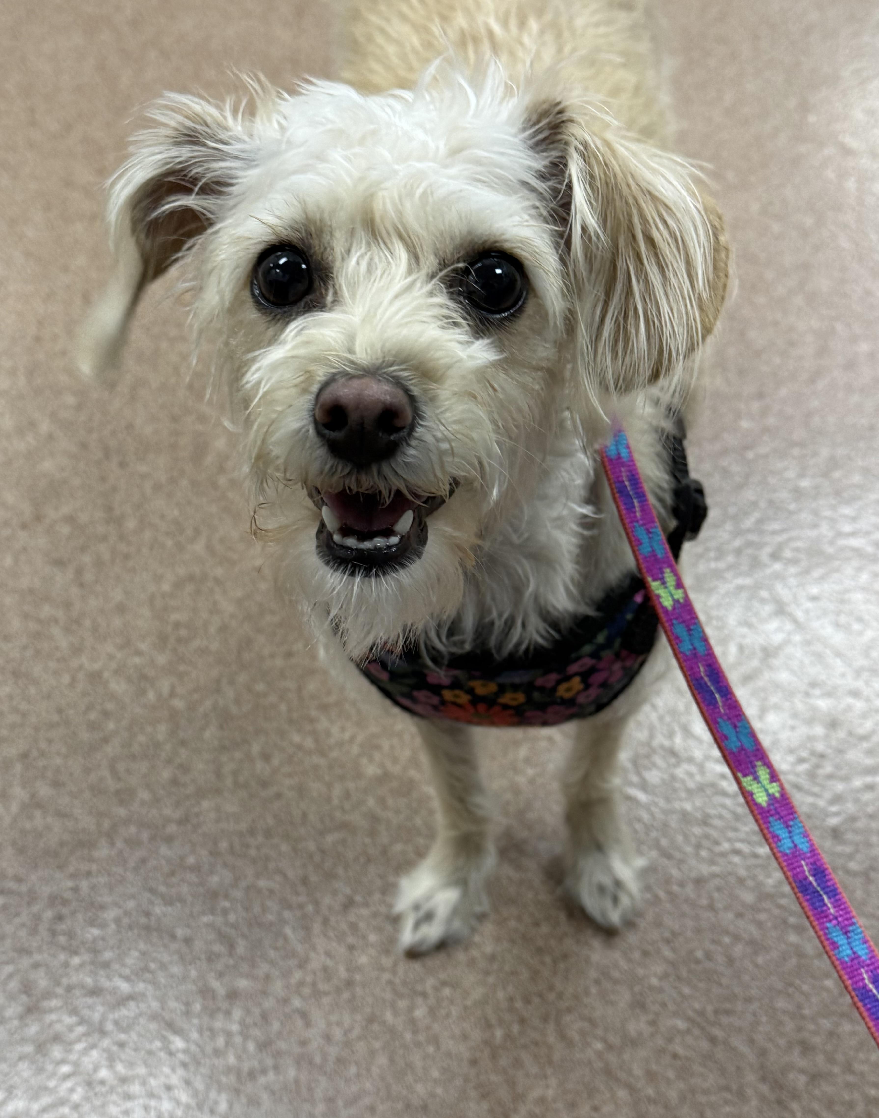 Enlarge Sally, a Adoptable mixed breed in Danville, CA image 4/6