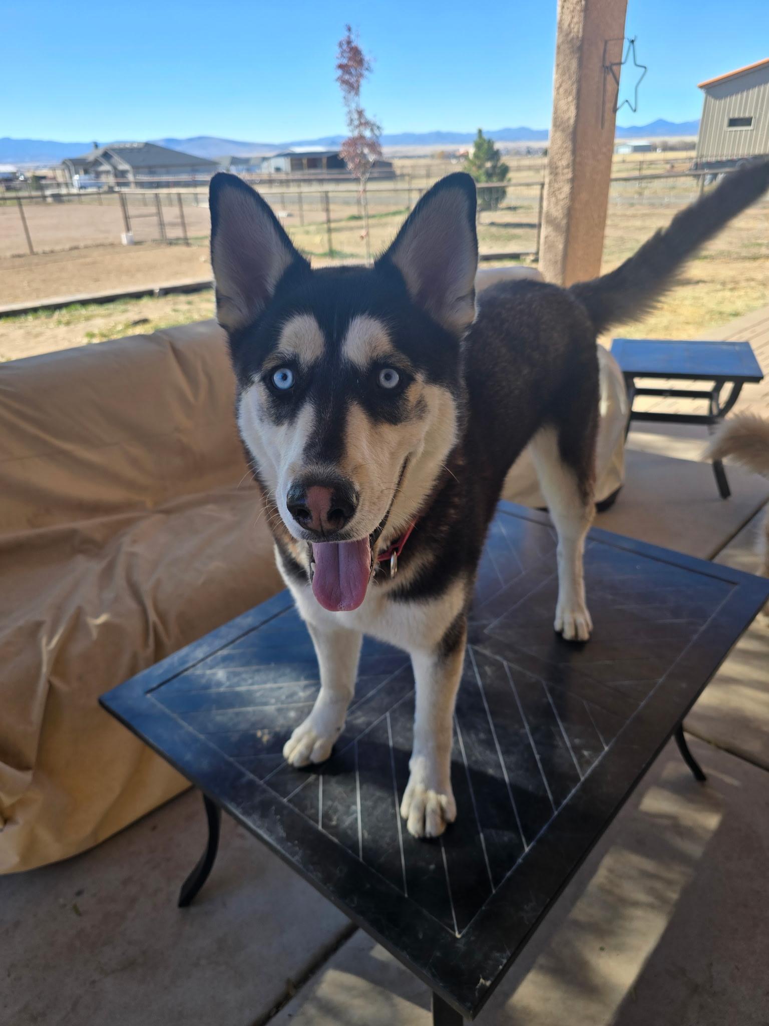 Fenrir , adopted, Young Male Siberian Husky.