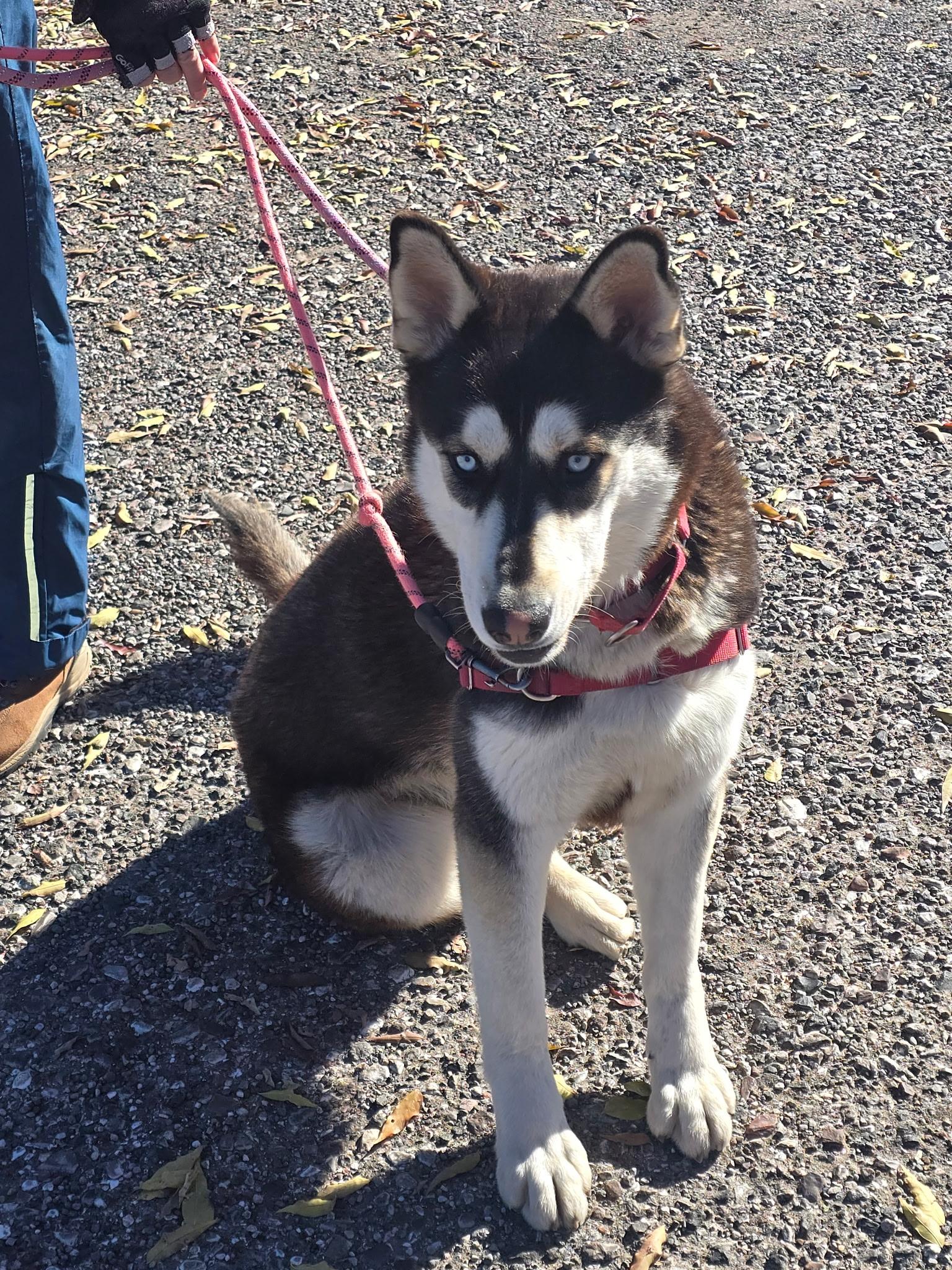 Enlarge Fenrir , a ADOPTABLE Siberian Husky in Phoenix, AZ image 2/3