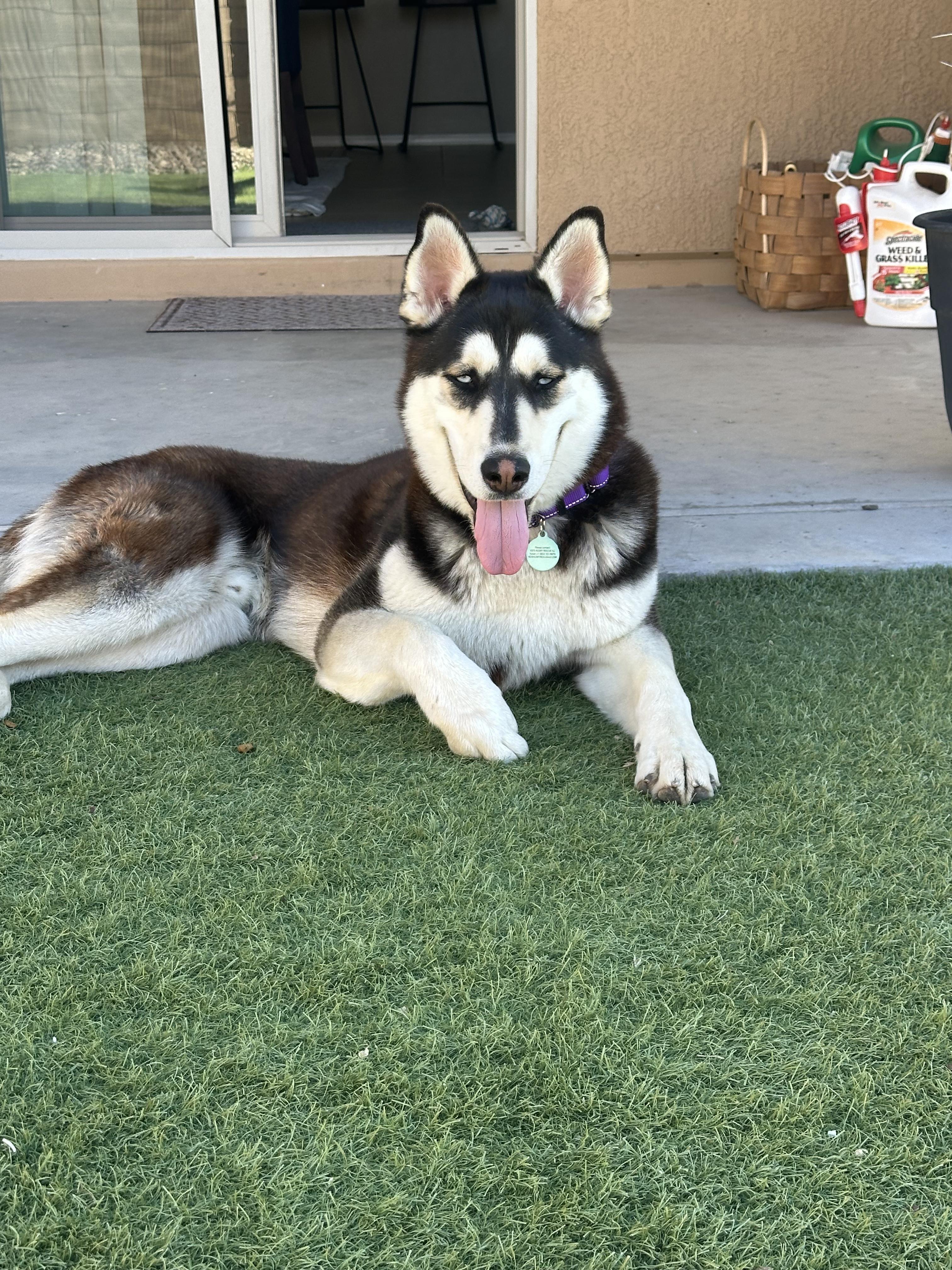 Fenrir , an adopted Siberian Husky in Phoenix, AZ image 4/5