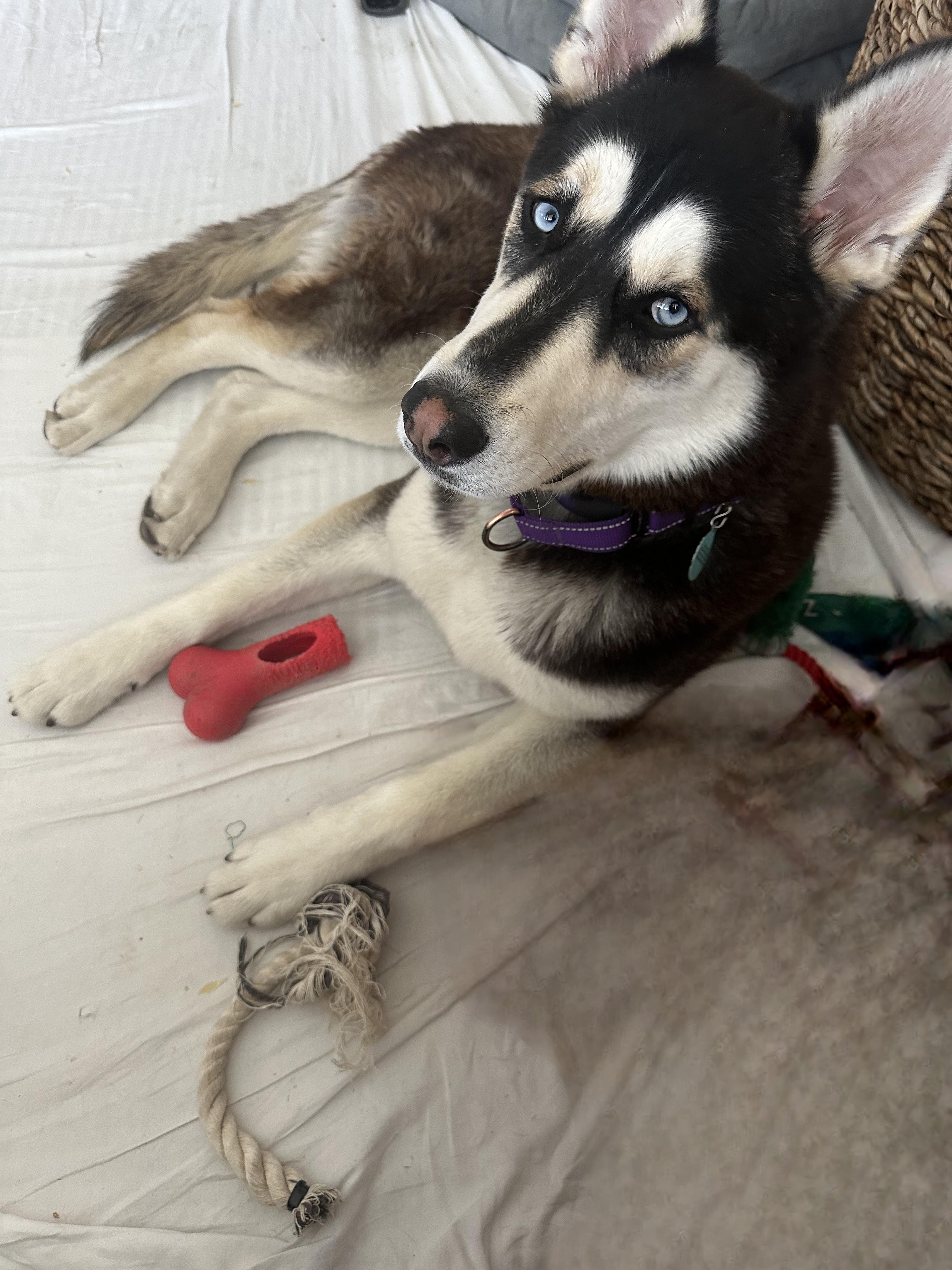 Fenrir , an adopted Siberian Husky in Phoenix, AZ image 5/5