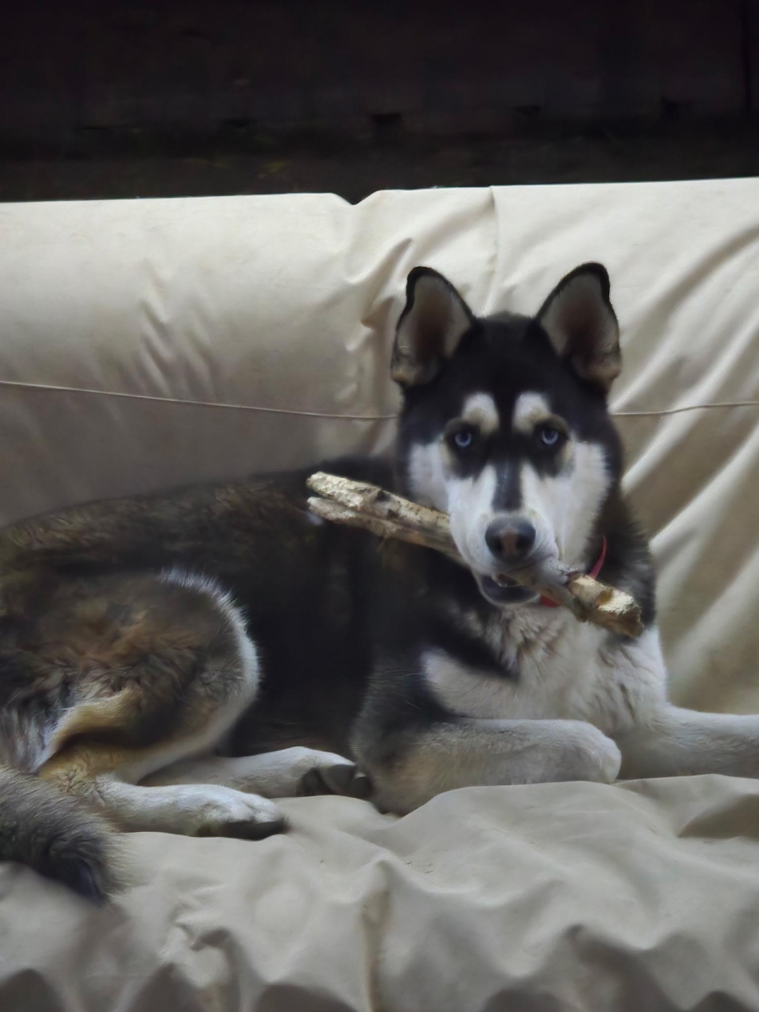 Enlarge Fenrir , a ADOPTABLE Siberian Husky in Phoenix, AZ image 3/3