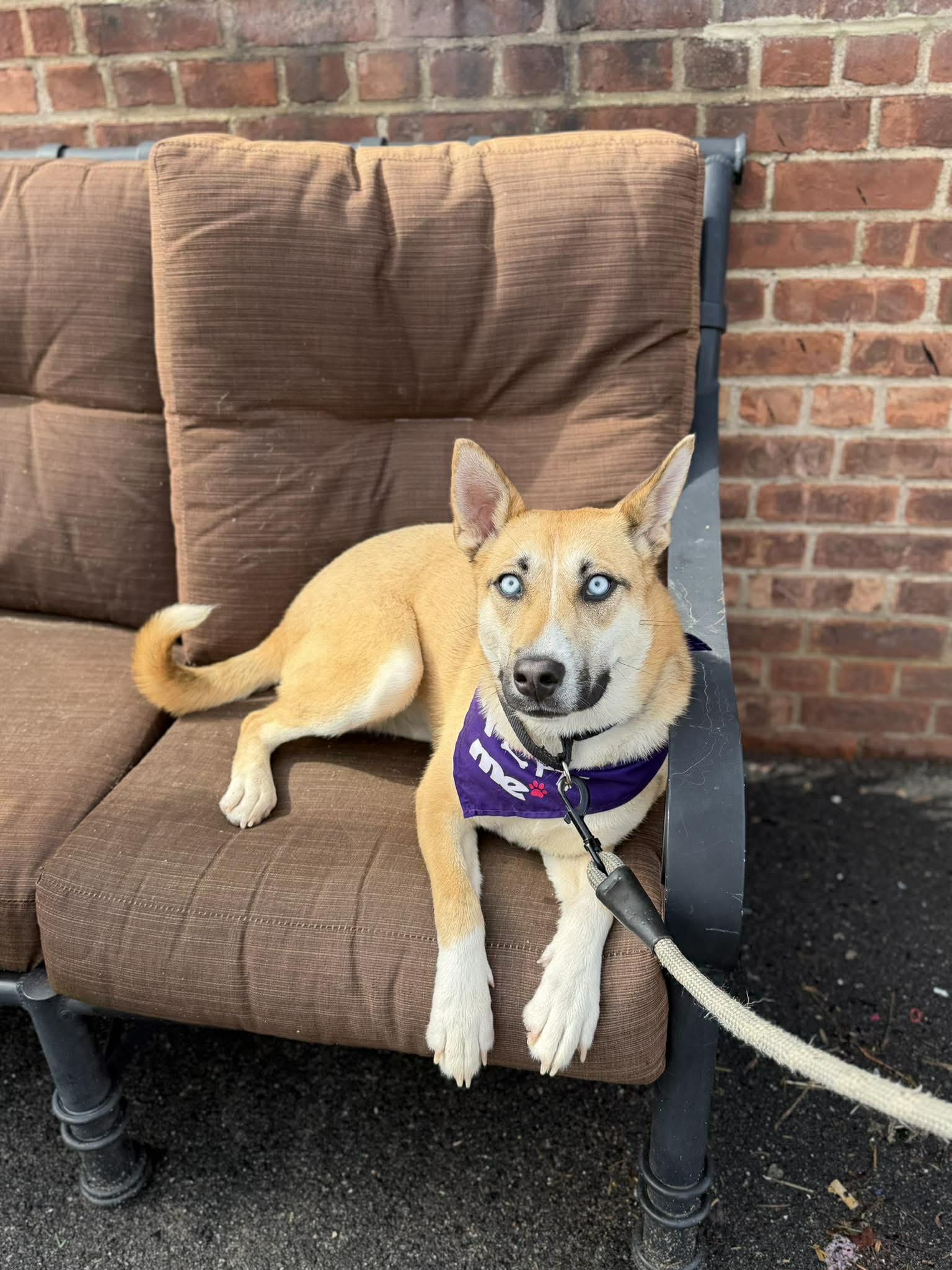 Enlarge Cupcake, a Adoptable mixed breed in Westwood, NJ image 1/6