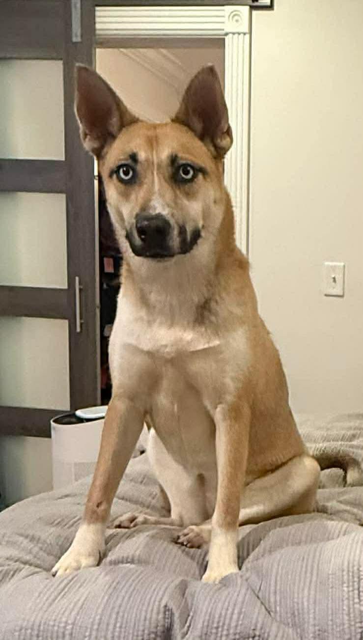 Enlarge Cupcake, a Adoptable mixed breed in Westwood, NJ image 3/6