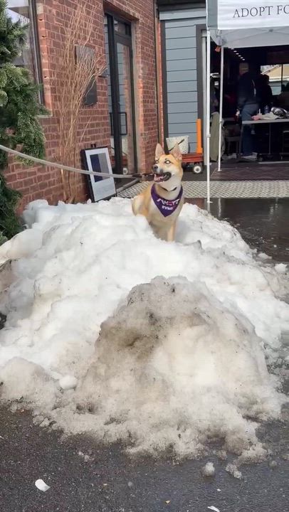 Enlarge Cupcake, a Adoptable mixed breed in Westwood, NJ video 6/6