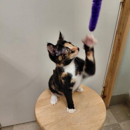 Monkey, an adopted Domestic Short Hair in Libby, MT image 4/6
