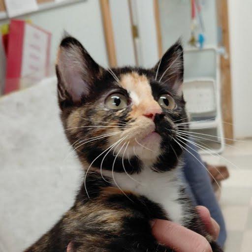 Monkey, adopted, Young Female Domestic Short Hair.