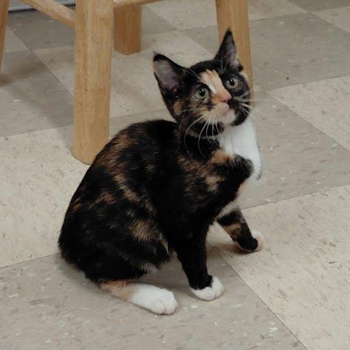 Monkey, an adopted Domestic Short Hair in Libby, MT image 3/6