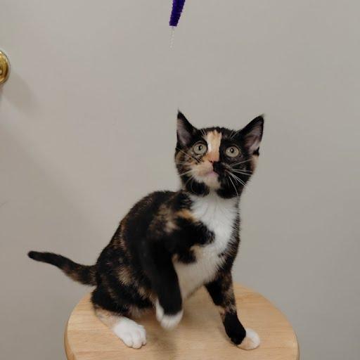 Monkey, an adopted Domestic Short Hair in Libby, MT image 2/6