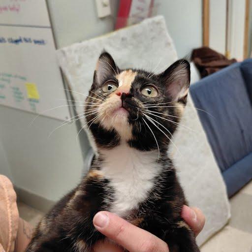 Monkey, an adopted Domestic Short Hair in Libby, MT image 5/6