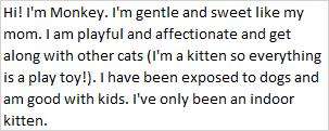 Monkey, an adopted Domestic Short Hair in Libby, MT image 6/6