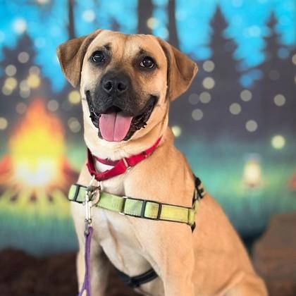 Simba, Adoptable, Adult Male Black Mouth Cur & Mixed Breed.