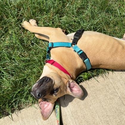 Enlarge Simba, a Adoptable mixed breed in Richmond, VA image 2/3