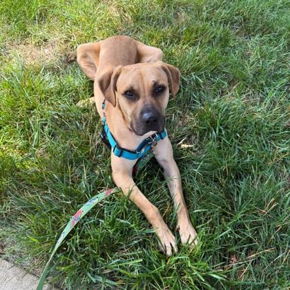 Enlarge Simba, a Adoptable mixed breed in Richmond, VA image 3/3