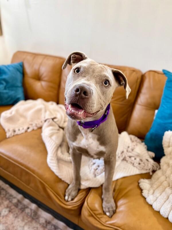 Daisy Love The Certified Sweetheart