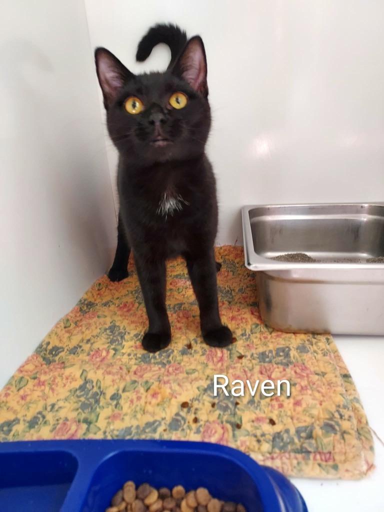 Enlarge Raven, a Adoptable mixed breed in Pine Grove, PA image 1/1