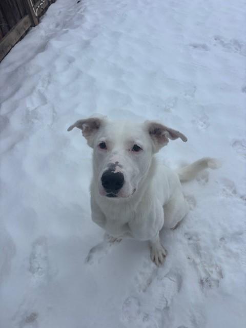 Ricky, a Adoptable mixed breed in Caledon, ON image 1/4