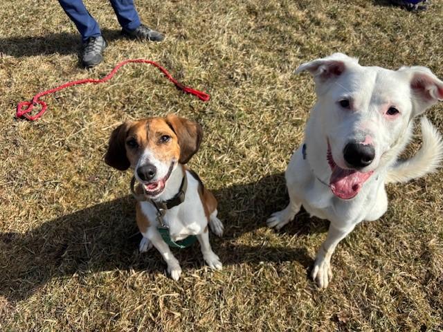Enlarge Ricky, a Adoptable mixed breed in Caledon, ON image 2/5