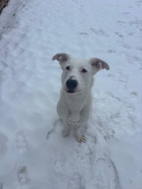 Ricky, a Adoptable mixed breed in Caledon, ON image 4/4