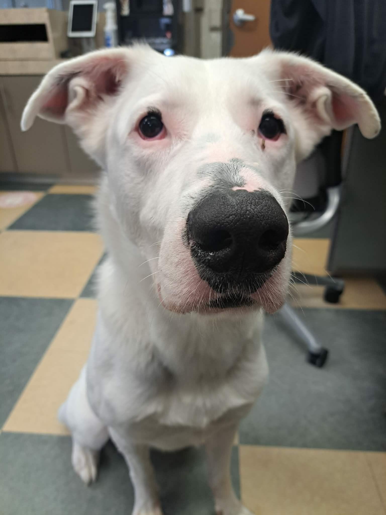 Enlarge Ricky, a Adoptable mixed breed in Caledon, ON image 3/5