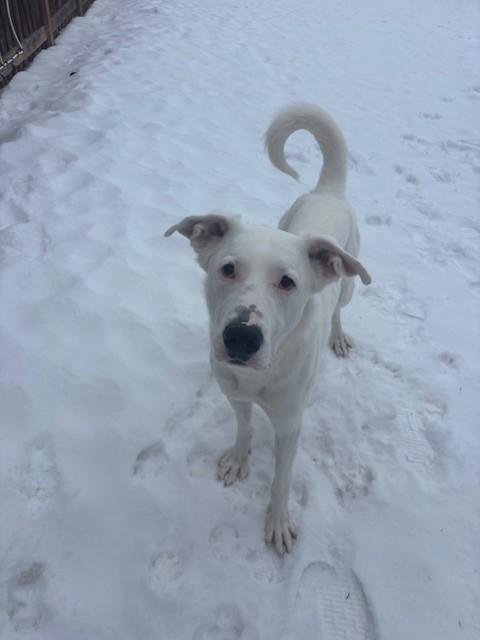 Ricky, a Adoptable mixed breed in Caledon, ON image 3/4