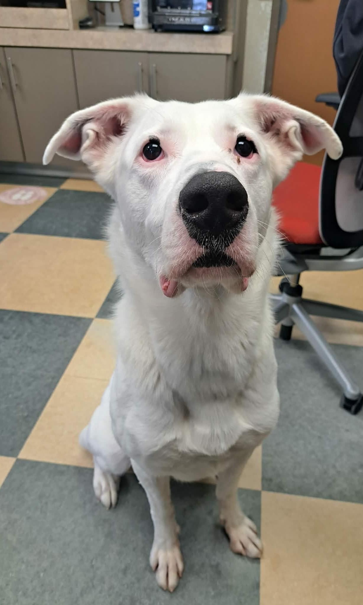 Enlarge Ricky, a Adoptable mixed breed in Caledon, ON image 5/5