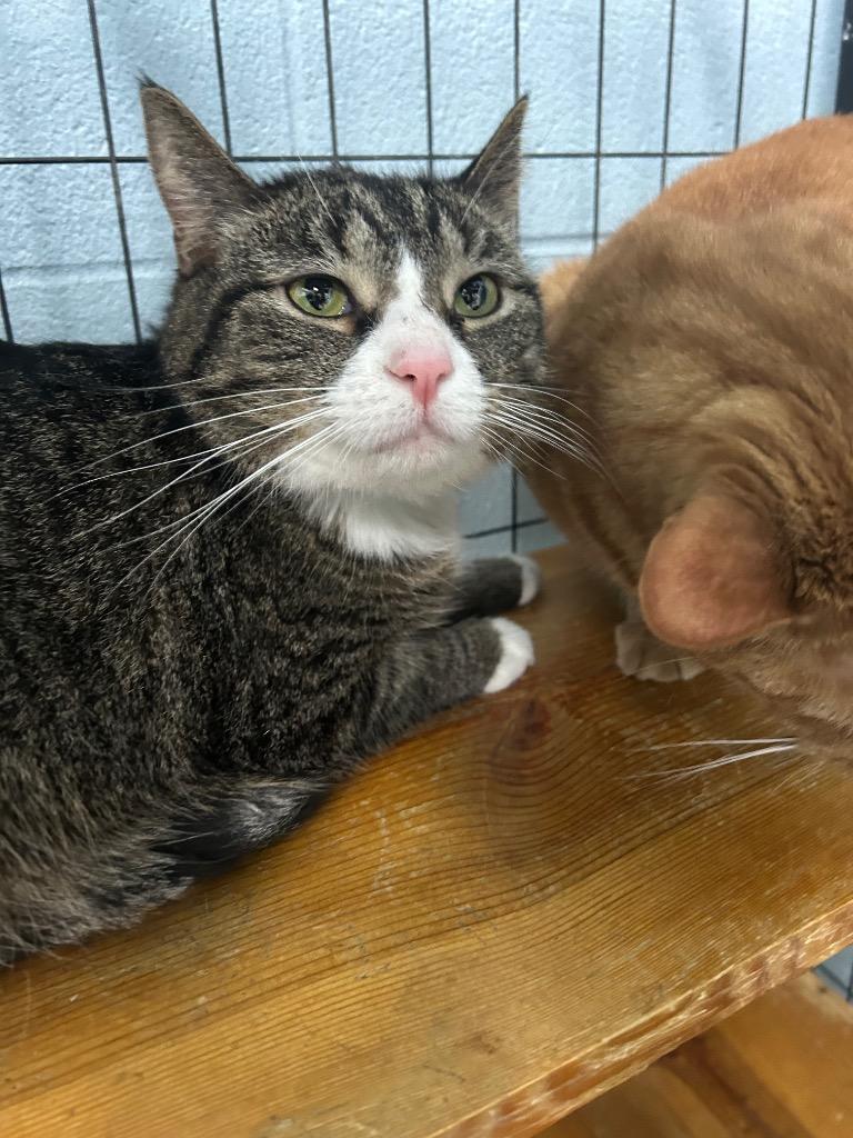 Enlarge Milo, a Adoptable mixed breed in Bryan, OH image 1/1