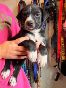 Enlarge Myers, an adopted mixed breed in Kalamazoo, MI image 2/2