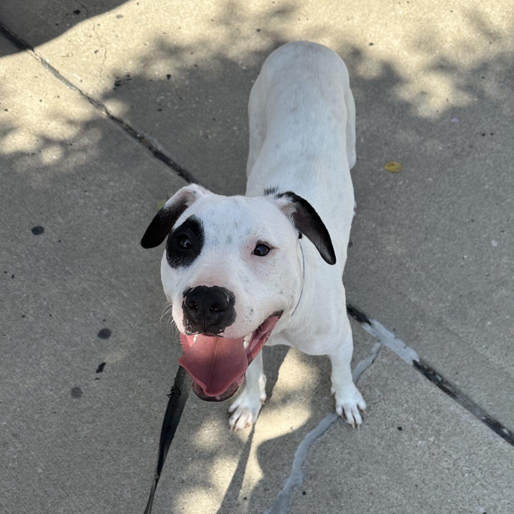 Enlarge Buddy Boy/BB, a Adoptable mixed breed in Overland Park, KS image 1/6