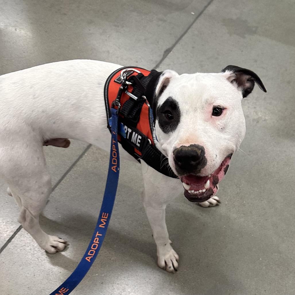 Enlarge Buddy Boy/BB, a Adoptable mixed breed in Overland Park, KS image 2/6