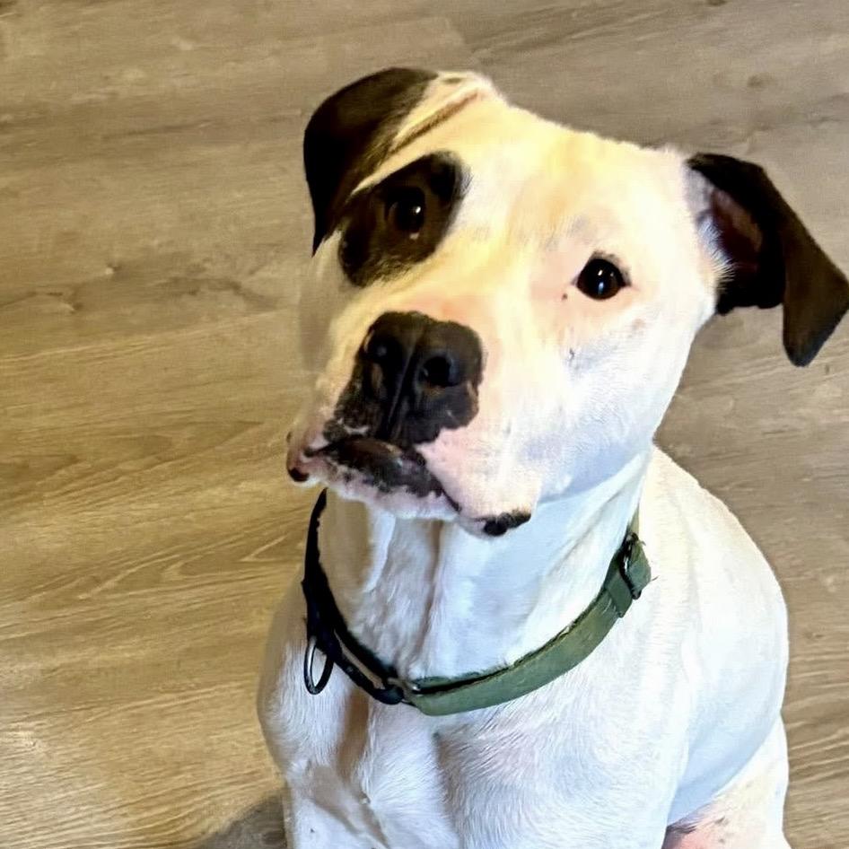 Buddy Boy, a Adoptable mixed breed in Overland Park, KS image 3/6