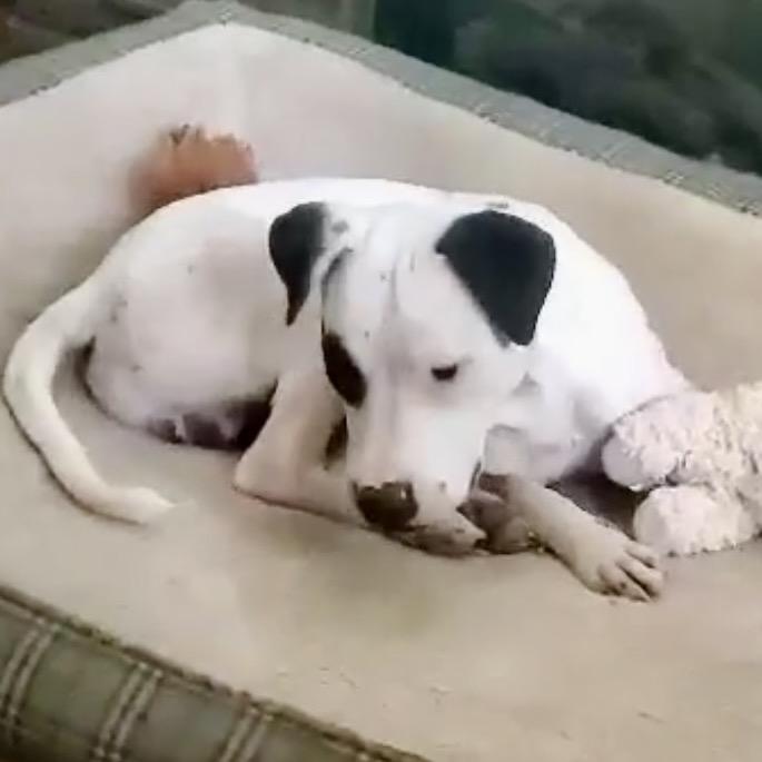 Buddy Boy/BB, a Adoptable mixed breed in Overland Park, KS image 3/6