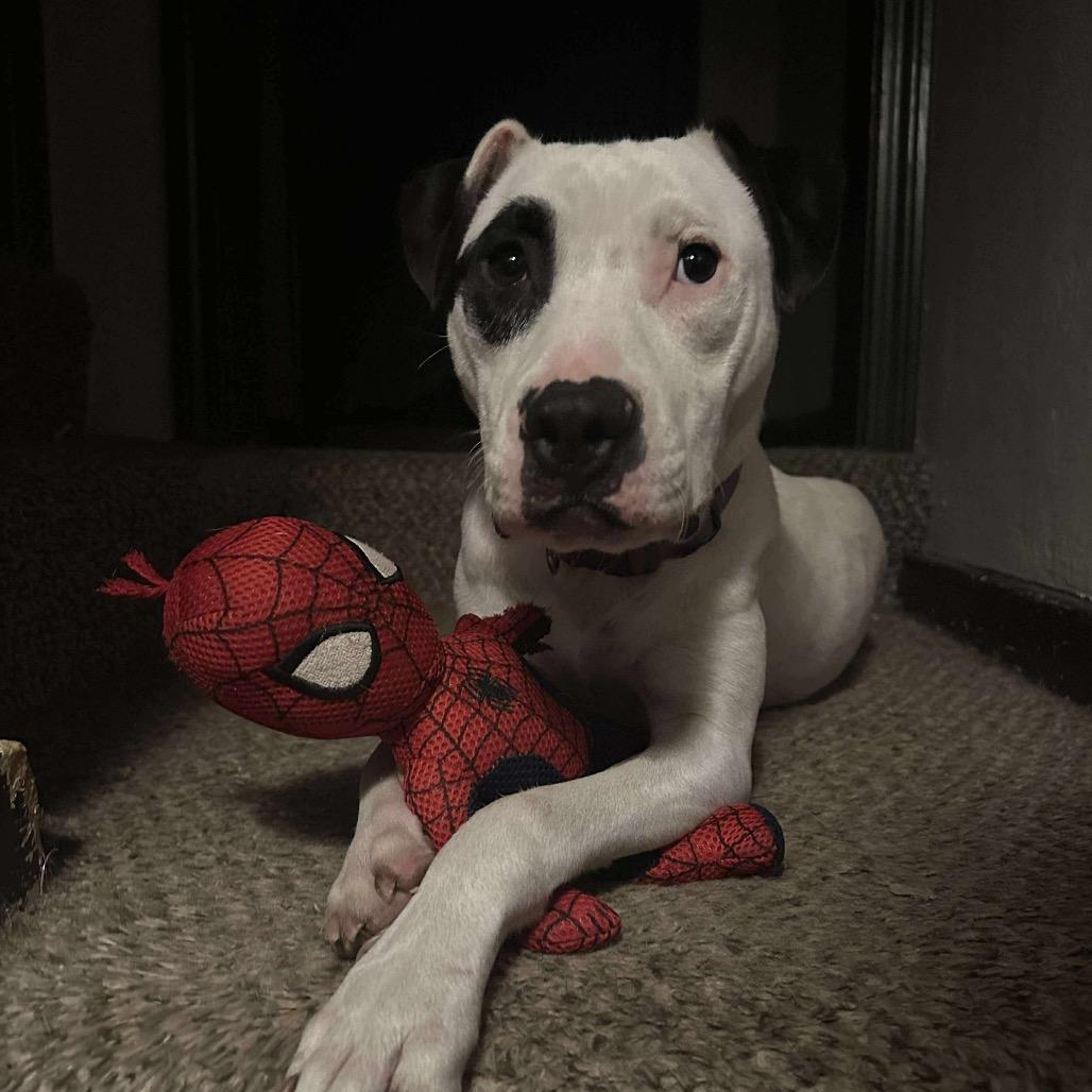 Buddy Boy/BB, a Adoptable mixed breed in Overland Park, KS image 4/6