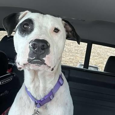 Buddy Boy/BB, a Adoptable mixed breed in Overland Park, KS image 5/6