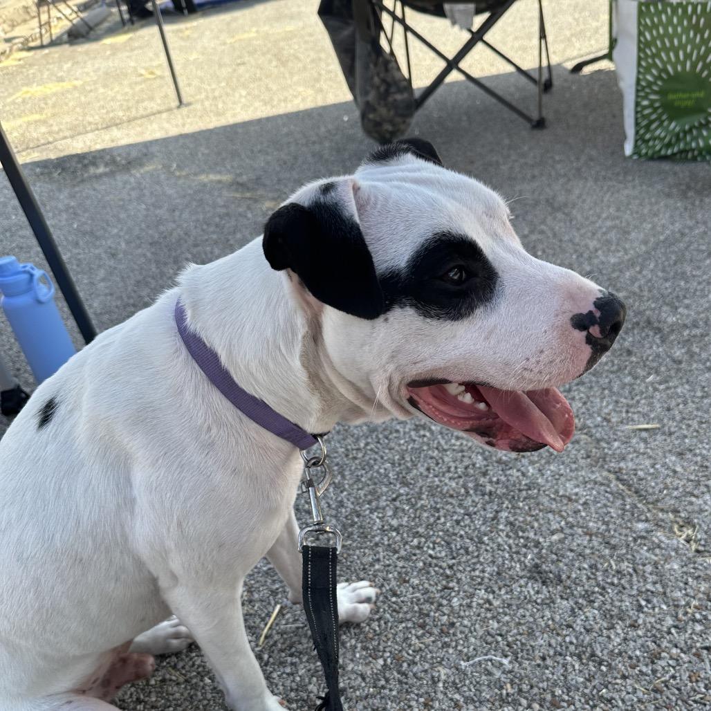 Enlarge Buddy Boy/BB, a Adoptable mixed breed in Overland Park, KS image 3/6