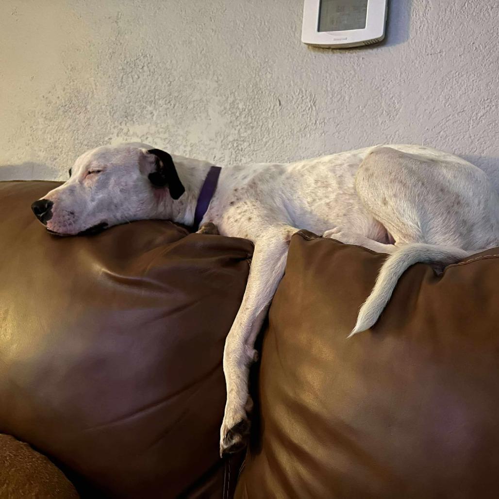 Buddy Boy/BB, a Adoptable mixed breed in Overland Park, KS image 6/6