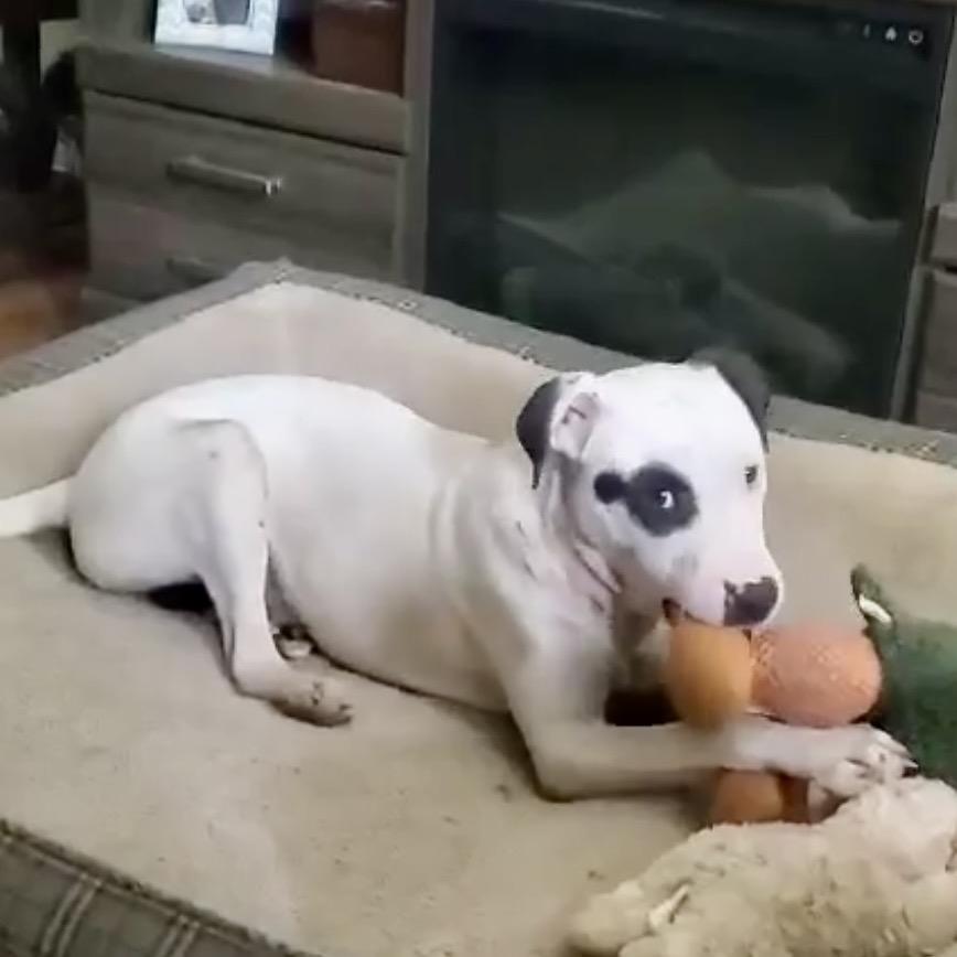 Enlarge Buddy Boy/BB, a Adoptable mixed breed in Overland Park, KS image 5/6